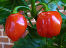 Habanero Red Savina