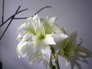 white peacock