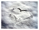 love-in-winter