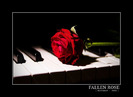 Fallen_Rose_by_Marienvo