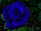 Roses_by_Briar_Moss