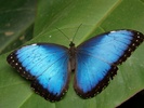 fluture-albastru