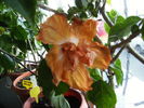 hibiscus in balcon