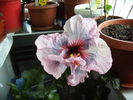 hibiscus ianuarie 7