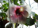 hibiscus ianuarie 8