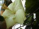 Hibiscus ianuarie11