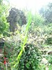 Picture 022