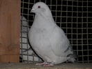 FEMELA 2010