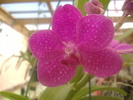 Vanda 1 -  8.01.11