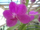 Vanda 1 -  8.01.11