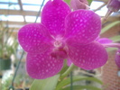 Vanda 1 -  8.01.11