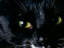 cat_eyes2[1]