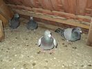 DSC00484