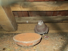 -ARGINTIE-ANUL-2009-SERIA-1086464
