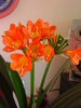 clivia