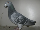 2007 coca AG