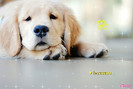 3-glitery_pl-paulinkapaula8-0-7064