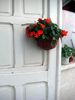 impatiens