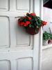 impatiens