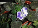 CIMG2610