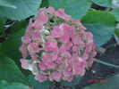 hortensie
