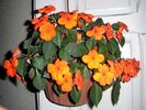 1 rasad de impatiens