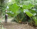 GUNNERA MANICATA