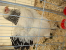 DSC06146