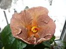P1050990