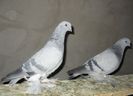 IMG_2930_1