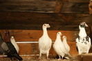 DSC00093