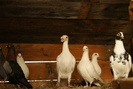 DSC00095