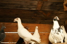 DSC00103