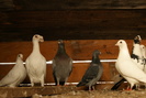 DSC00107