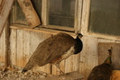 DSC00112