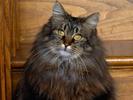 Poze Pisici Imagini Pisicute Wallpapers Longhair Tabby