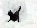 poze-pisici-negre-zapada-iarna