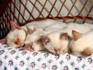 Siameze Cats Wallpapers Poze Pisici Pisicute Obosite