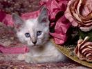 Siamese Kitten Poze Pisici Imagini Pisicute Wallpapers