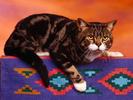 Tubby Tabby Cats Wallpapers Poze Pisici Pisicute Pisica