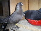 S5032236