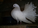 S5032259