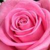 trandafir RoZz