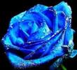 trandafir albastrul
