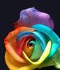 trandafir multi culor