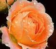trandafir portocaliu deschis