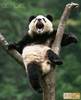 poze-amuzante-panda
