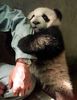 poze-animale-amuzante-ursi-panda-mana-dragut