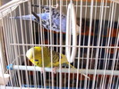 Papagalii mei Blue si Printisor (2)