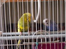 Papagalii mei Blue si Printisor (3)